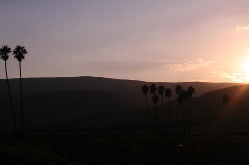 palm tree on the moantain in the north of israel